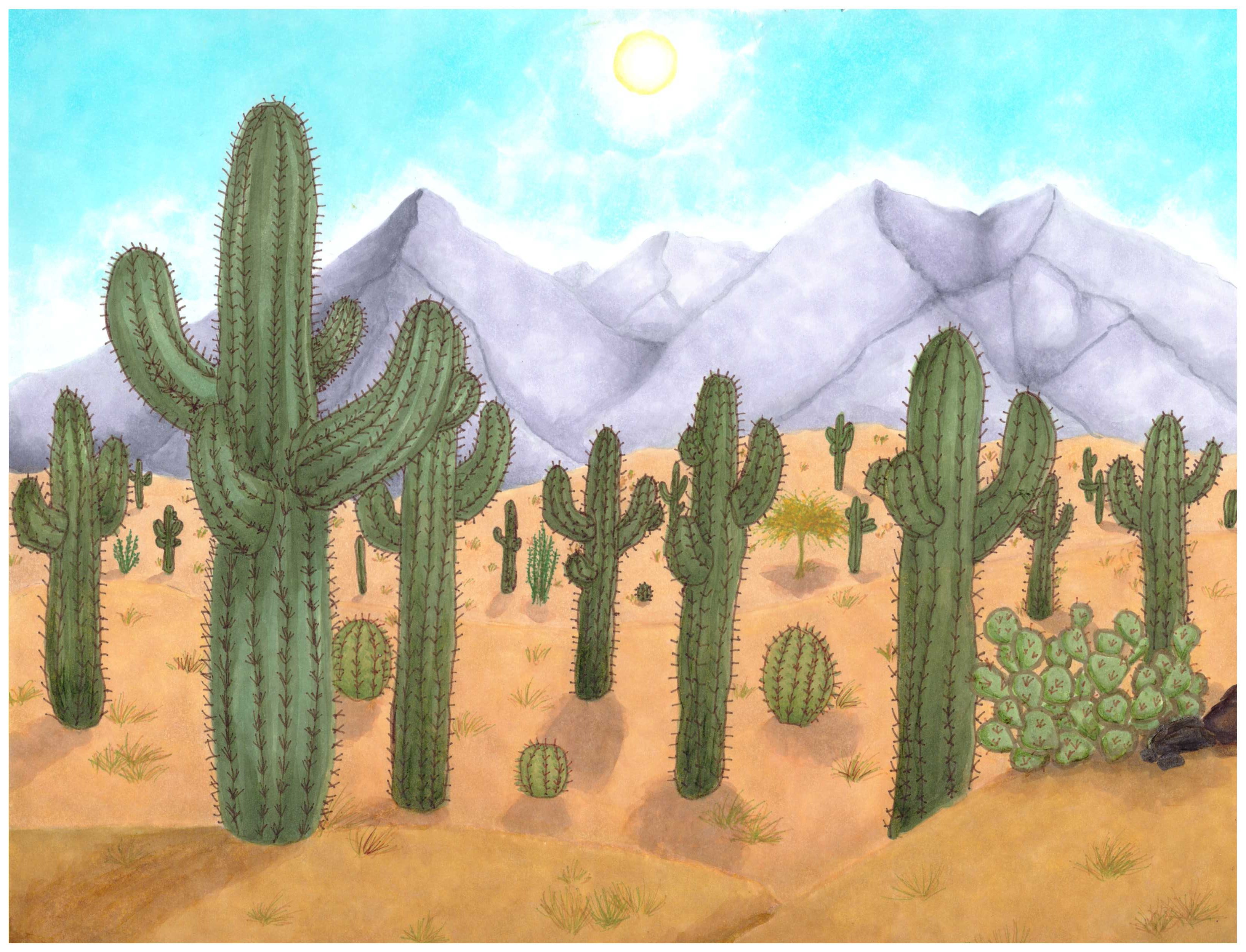 Arizona Saguaro Cactus