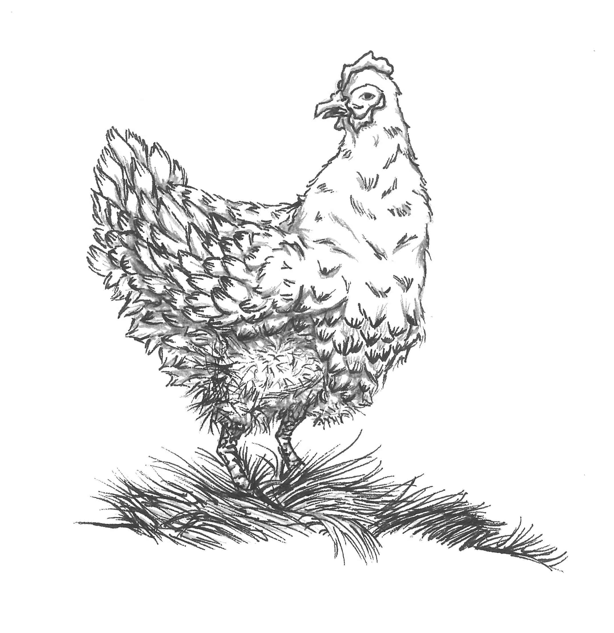 Hen