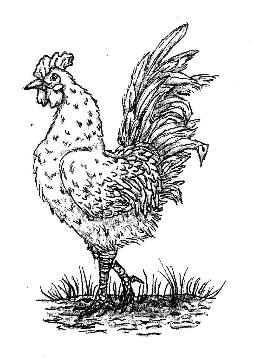 Rooster